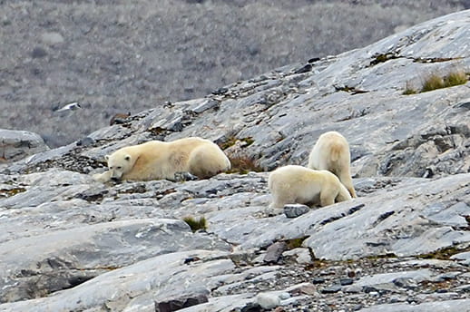 Polar bears in Svalbard, Norway